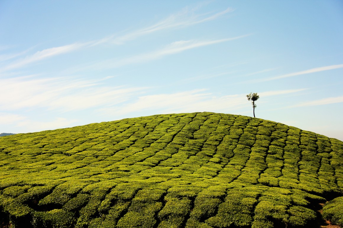 Connaissance de soi et intelligence collective dans le secteur de l’agriculture biologique